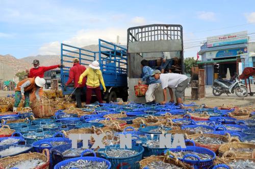 Ngư dân Ninh Thuận trúng đậm 'lộc' biển đầu xuân